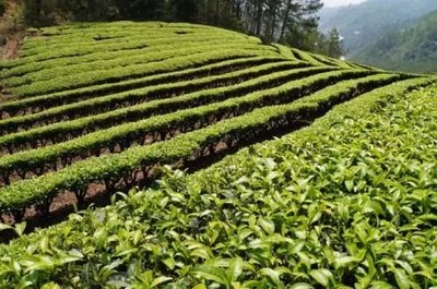 那么美的普洱茶山，千萬(wàn)別讓開(kāi)發(fā)熱潮給毀了